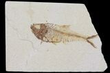 Diplomystus Fossil Fish - Wyoming #103958-1